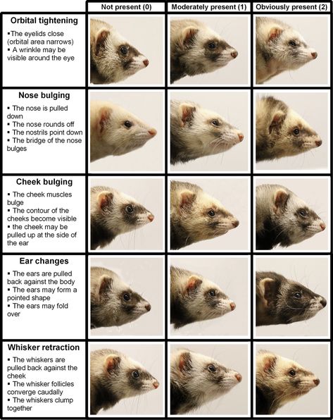 Ferret Cage Diy, Ferret Diy, Ferrets Care, Funny Ferrets, Ferret Cage, Pet Ferret, Cute Ferrets, Animal Room, Animal Species