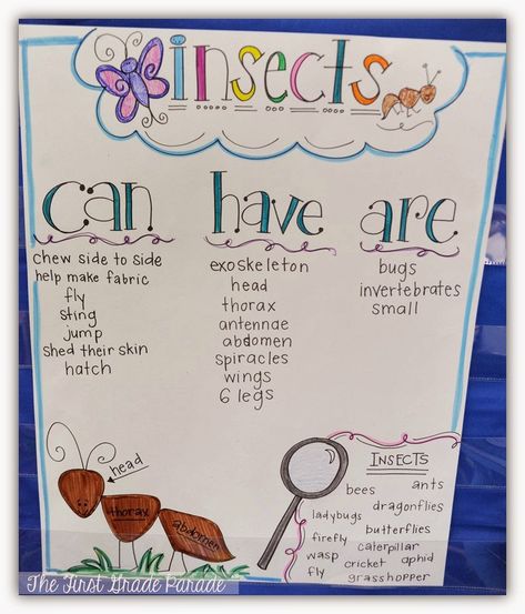 Insect Facts For Preschool, What Is An Insect, Facts About Insects, Insects Kindergarten, Insect Study, First Grade Parade, Insect Unit, Insects Preschool, Science Anchor Charts