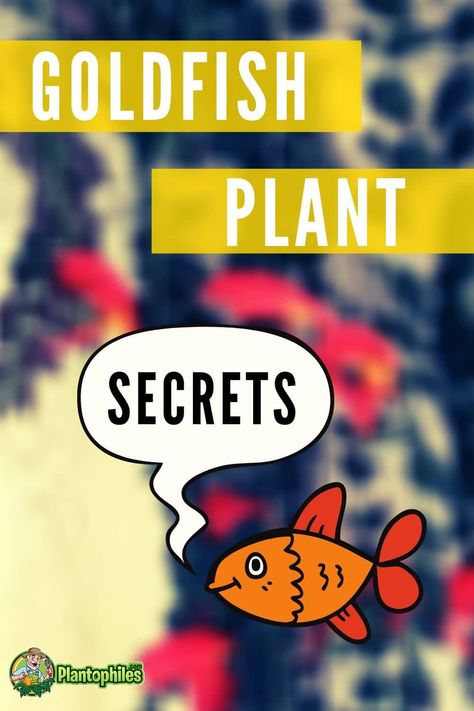 Goldfish Plant Care Hacks & Secrets! Goldfish Plant, Popular Plants, Plant Care Houseplant, Thriving Garden, Plant Hacks, Propagating Succulents, Indoor Plant Care, Hanging Plants Indoor, Patio And Garden