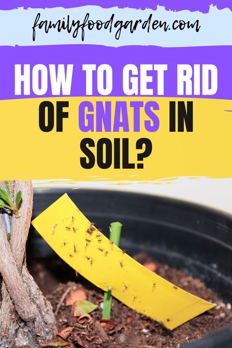 Nature, How To Get Rid Of Soil Gnats, How To Get Rid Of Gnats In Plants, How To Get Rid Of Gnats In House Plants, Getting Rid Of Nats, Gnats In House Plants, Get Rid Of Gnats, How To Get Rid Of Gnats, Fungus Gnats