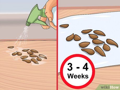 Image titled Plant Apple Seeds Step 2 How To Plant Apple Seeds, Apple Seeds Growing, Grow Kiwi From Seed, Plant Apple Seeds, Planting Apple Trees, Growing Apple Trees, Apple Tree From Seed, Apple Plant, Seed Growing