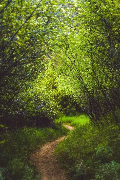 Forest Trail Aesthetic, 숲 사진, Belle Nature, Forest Trail, Forest Path, 수채화 그림, Beautiful Forest, Walk In The Woods, Alam Yang Indah