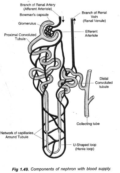 NCERT Solutions for Class 10 Science Chapter 6 Life Processes - Learn Insta #Class10science #Ncertsolutionsforclass10sciencechapter6 Human Eye Diagram, Biology Diagrams, Science Diagrams, Class 10 Science, School Life Memories, Excretory System, Notes Life, Study Biology, Science Questions