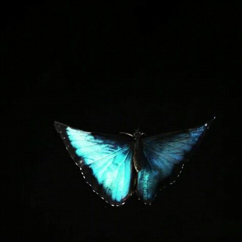 Butterfly Morpho GIF - Find & Share on GIPHY Blue Butterfly Video, Blue Butterfly Gif, Butterflies Gif, Butterfly Animation, Morpho Azul, Butterfly In The Sky, Butterfly Morpho, Butterfly Gif, Butterfly Video