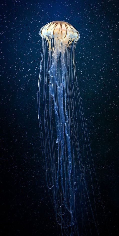 Titanic Underwater, Animal Photography Dogs, Fish Photography, Jellyfish Photography, Jellyfish Illustration, Jellyfish Tank, Jellyfish Decorations, Colorful Jellyfish, Watercolor Jellyfish