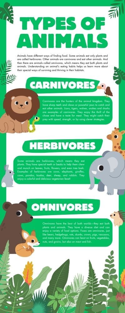 Types of Animals Infographic Poster Types Of Animals Chart, Animals Infographic, Climate Activities, Animal Infographic, Emotions Posters, Different Types Of Animals, Infographic Poster, Infographic Template, English Worksheets