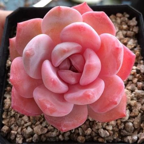 11 Pretty Pink Succulents (and where to find them!)    #pink #pretty #succulents #cacti #sublimesucculents Yellow Rose Flower, Seeds Color, Pink Succulent, Succulent Seeds, Decoration Plante, Seed Germination, Grass Seed, Rare Succulents, Succulent Garden