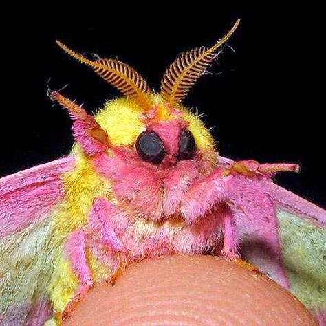 Rosy maple moth wonder Poodle Moth, Maple Moth, Weird Insects, Pink Moth, Rosy Maple Moth, Colorful Moths, Cute Moth, Moth Caterpillar, Moth Art