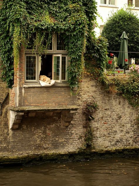 After 'The Most Photographed Dog In Bruges' Passes Away, People Are Sharing Photos Of Him Throughout The Years Brugge Belgium, Dog Passed Away, Drømme Liv, In Bruges, Famous Dogs, Bruges Belgium, Cozy Place, Pretty Places, Cottage Chic