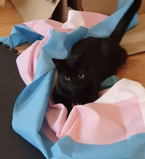 black cat with trans flag Cat With Trans Flag, Trans Spotify Playlist Cover, Trans Cat Pfp, Trans Flag Outfit, Hidden Trans Flag, Trans Ftm Flag, Trans Profile Pics, Subtle Trans Pfp, Trans Bingo