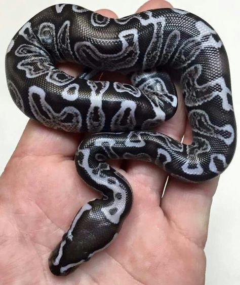 Gorgeous Ball Python Morph. Beaux Serpents, Cool Snakes, Pretty Snakes, Ball Python Morphs, Cute Snake, Cute Reptiles, Pet Snake, Beautiful Snakes, Reptile Snakes