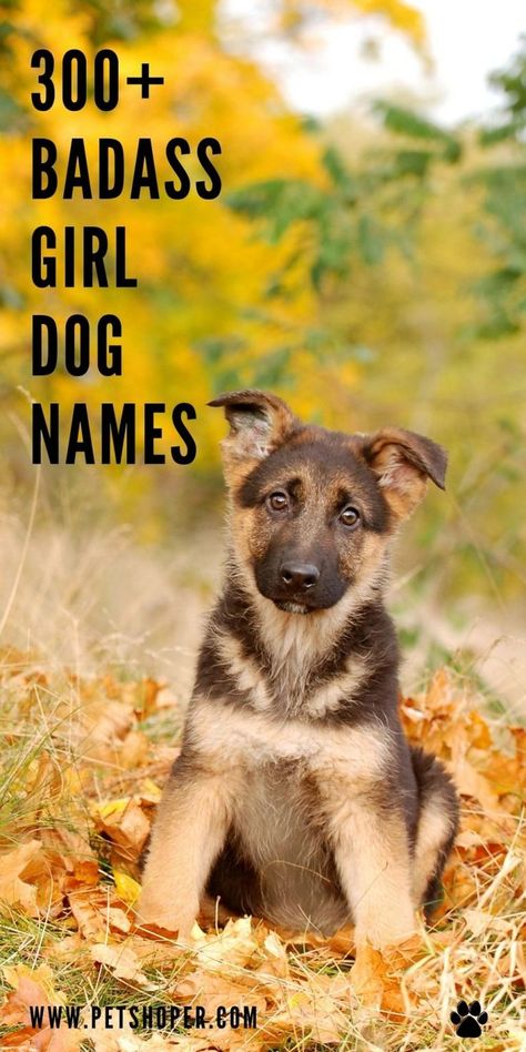 A tough female dog deserves a name that reflects her tough nature and her resilience. Here, you will find the best badass girl dog names. #BadassGirlDogNames #DogNames Nature, Strong Dog Names Girl, Female Dog Names List, Dog Names With Meaning, Cute Female Dog Names, Southern Dog Names, Female Pet Names, Puppy Girl Names, Unique Female Dog Names