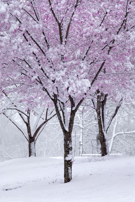 Explore j.mayfield's photos on Flickr. j.mayfield has uploaded 443 photos to Flickr. Spring Snow, Winter Schnee, Finding Neverland, Tree Winter, Nature Spring, Sakura Tree, Winter Nature, Snowy Winter, Pink Trees