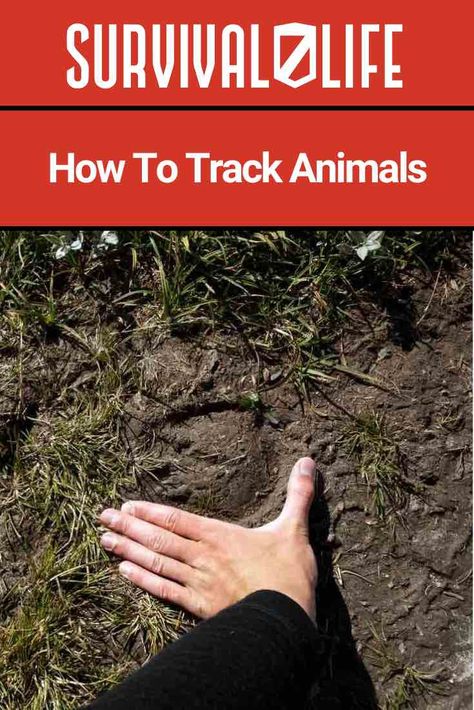 Tracking Animals, Survival Knowledge, Survival Gear List, Snow Shoeing, Summer Planning, Tracking Reading, Animal Hunting, Bushcraft Skills, Animal Tracks