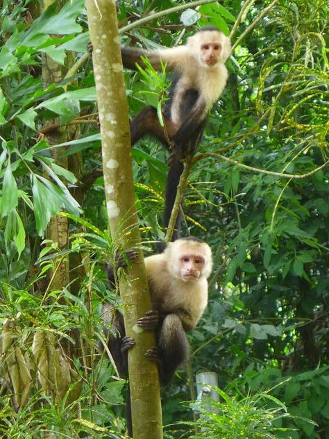 Visiting Manuel Antonio National Park, Costa Rica | Tips for planning your trip to Manuel Antonio National Park in Costa Rica - where to go, what to see and do, where to eat. And lots of monkeys! #manuelantonio #costarica #beach #monkeys Costa Rica, Monkeys, Manuel Antonio Costa Rica, Manuel Antonio National Park, Wildlife Biologist, First Girl, Plan Your Trip, Beautiful Beaches, Where To Go