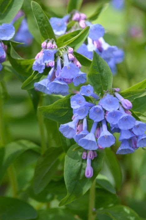 Mertensia Virginica, Virginia Bluebells, Shade Loving Perennials, Hummingbird Plants, Flower Pot Design, Moon Nursery, Pink Plant, Bee Friendly, Wild Plants