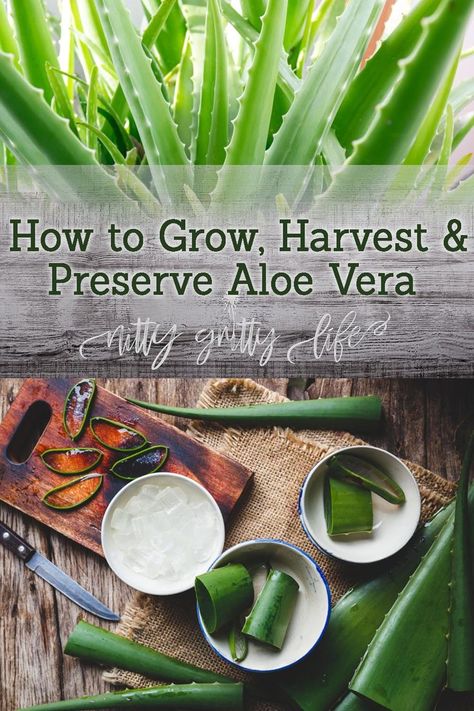 Home Apothecary, Fresh Aloe Vera Gel, Fresh Aloe Vera, Brown Spots Removal, Aloe Plant, Aloe Vera Plant, Health Nutrition, Aloe Vera Gel, Healthy Nutrition