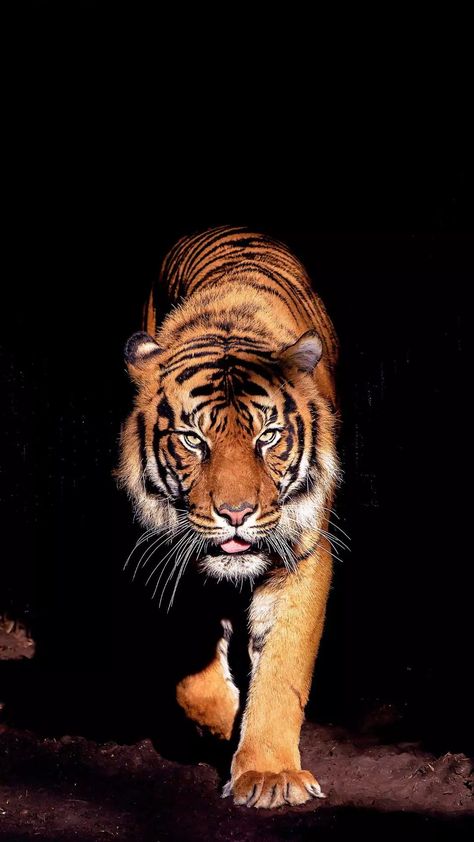 Tiger Walk Tiger Art Drawing, Leopard Pictures, Tiger Walking, Tiger Photography, Wild Animal Wallpaper, Tiger Wallpaper, Tiger Love, Tiger Pictures, Wild Tiger