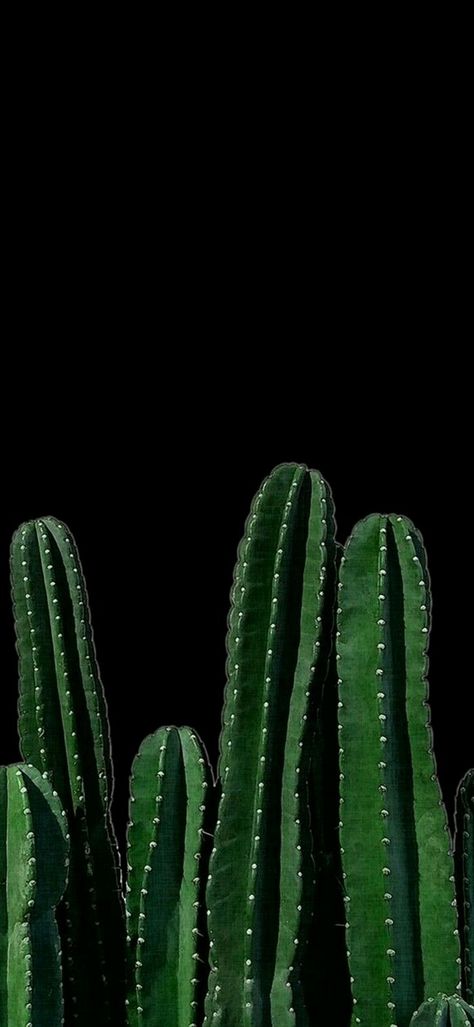 Amoled Phone Wallpaper 055 - [1080x2340] Cactus Dark Aesthetic, Cactus Mood Board, Dark Desert Aesthetic, Bondi House, Cozy Goth, Desenio Posters, Wallpaper Iphone Vintage, Kaktus Dan Sukulen, Succulent Photography