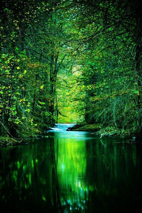 Besoin de repos VERT. Lombok, Photography Effects, Beside Still Waters, Matka Natura, Painting Reference, Green Forest, Green Foliage, Alam Yang Indah, Green Trees