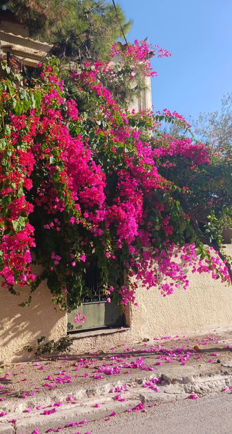 Flower Love Aesthetic, Indian Aesthetic Flowers, Flowers Landscape Aesthetic, Sky And Flowers Aesthetic, Pretty Landscapes Photography, Aesthetic Flower Pics, Bougainvillea Aesthetic, Snap Flowers, Greece Flowers