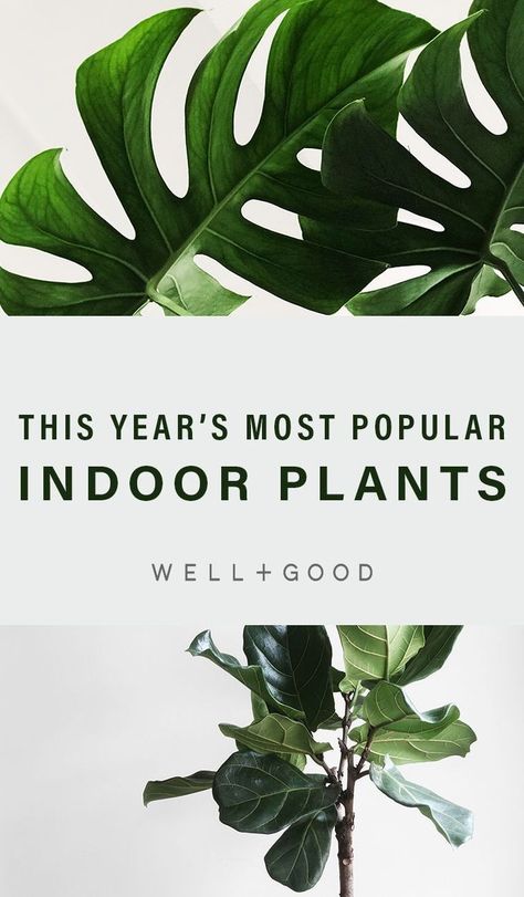 Farewell fiddle leaves, move over monstera—here are the plants taking over indoor plants Nature, Philly Apartment, Interesting Plants, Plant Diy, Hanging Plants Diy, Making Plant Pots, Trendy Plants, Flower Pot Design, Vertical Farming