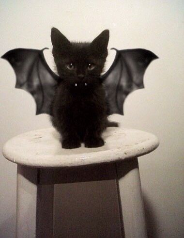 Black Kitten with Bat Wings<3 Söpö Kissa, Söt Katt, Psy I Szczenięta, Haiwan Lucu, Photo Chat, Halloween Animals, Pet Costumes, Cute Kittens, 귀여운 동물