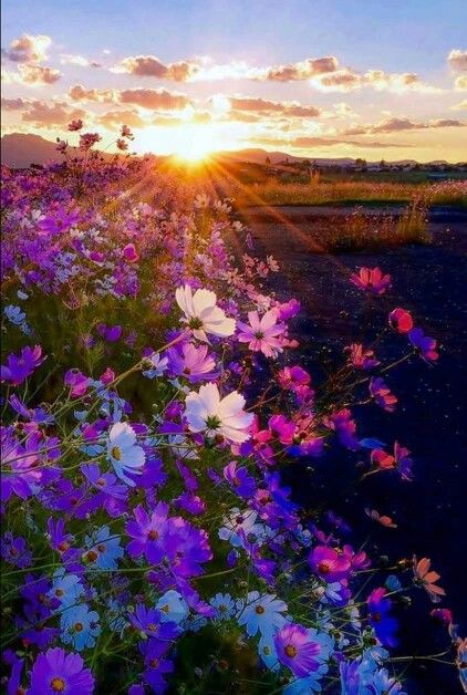 Amazing Nature, Image Nature, Foto Tips, Alam Semula Jadi, Flower Field, Beautiful Sunset, Beautiful Photography, Nature Pictures, Mother Earth