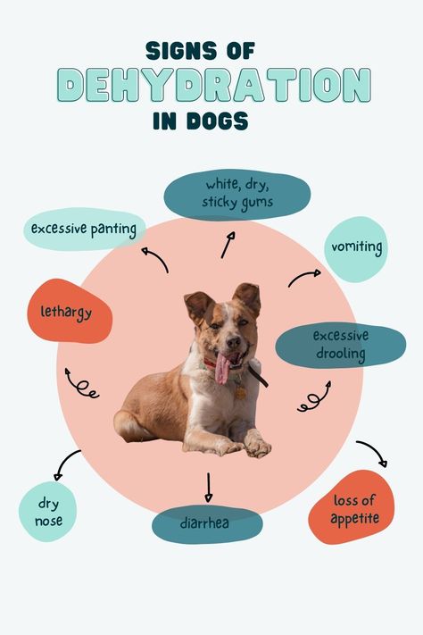 Summer hiking means that dogs can become dehydrated more easily. Learn how to recognize the symptoms of dehydration in dogs to take the necessary actions to prevent an emergency situation. Pet Content Ideas, Dog Content Ideas, Pet Infographic, Dog Social Media, Symptoms Of Dehydration, Pet Packaging, Animal Tips, Tips For Dogs, Dog Infographic