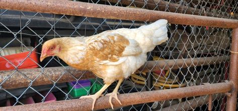 Cinnamon Queen Chicken: A Sweet, Prolific Layer Cinnamon Queen Chickens, Cinnamon Queen Chicken, Cinnamon Queen, Buff Orpington, Meat Birds, Rhode Island Red, Egg Production, Brown Eggs, White Bird