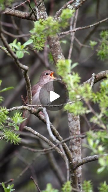 3.5M views · 598K likes | Patrik Luther on Instagram: "What summer sounds like 

Just a few more months and this is what it will sound like when I go out to do wildlife photography. I do like the winter, but spring and summer are still better, and these sounds are a big reason why. 

The last clip is one of my favourites of all time, it might not look and sound as cool as some of the others but it is very rare to capture a long-eared owl like this. He was defending his chicks from another long-eared owl who had entered the first one’s territory. 

I bought my external microphone about 2 years ago to record bird sounds and it’s easily one of my better decisions. It added a whole new aspect to my photography and it’s such a rewarding feeling when I successfully capture both video and audio o Nature, Birdwatching, Long Eared Owl, Bird Sounds, Bird Calls, Bird Gif, When I Go, Rare Birds, Nature Birds