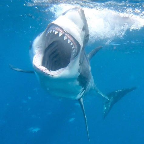 Ocean Full Dive on Instagram: “Look At Those Teeth! 🦈 Photo courtesy of @calypsostarcharters Great Whites have some of the most iconic teeth in nature! Each tooth is…” Shark Photos, Shark Pictures, Big Shark, Shark Bait, Shark Art, Shark Lover, Shark Tattoos, Shark Fishing, Cute Shark