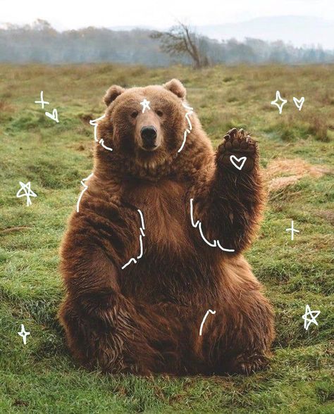 Cute, bear, brown bear, adorable, animal doodles, animals, lover, animal lover, therians Kawaii, Aesthetic Bear Pfp, Bear Pfp Cute, Teddy Bear Cute Aesthetic, Dog Aesthetic Pfp, Bear Astethic, Cute Bear Pfp, Brown Bear Aesthetic, Thomas Core