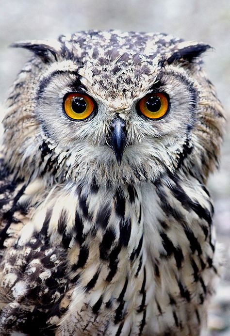 Regnul Animal, Owl Photography, Owl Tattoo Design, Owl Photos, Owls Drawing, Nocturnal Animals, Animale Rare, Owl Pictures, Beautiful Owl