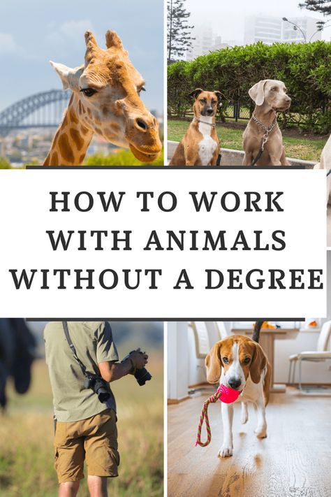 How To Work With Animals Without A Degree? 10 Unique Ideas via @veterinaryschool Jobs Working With Animals, Careers With Animals, Jobs With Animals, Working With Animals, Animal Jobs, Care Taker, Pet Grooming Salon, Detection Dogs, Veterinary Assistant