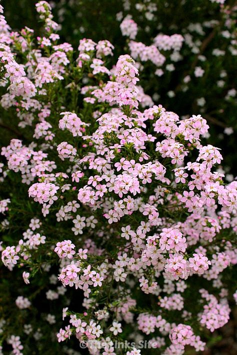 Diosmas are a very hardy plant that can provide a stunning feature in any garden and which also seem to tolerate climate extremes very well. Bonito, Pink Flower Plant, All Pink Garden, Hallie Core, Pink And White Garden, Pink Flowers Garden, Pink Textile, River Garden, Yard Flowers