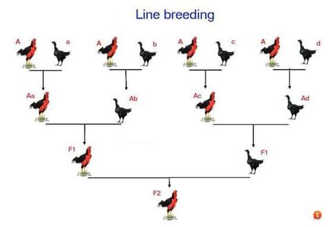 Chicken Breeding Chart, Breeding Chickens, Chicken Breeds Chart, Beautiful Bird Wallpaper, Chicken Breeding, Homestead Livestock, Chicken Yard, Bird Breeds, Gallo Fino