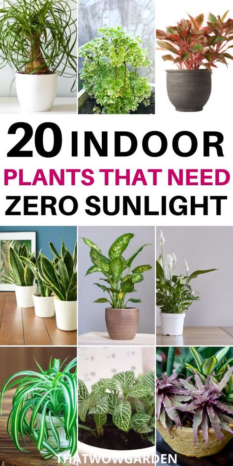 These indoor plants need zero sunlight to grow. plants that can grow without sunlight Plants No Light Indoor, Indoor No Light Plants, Plants For The House, How To Grow Plants Without Sunlight, Good Low Light Indoor Plants, Plant Wall Low Light, Best Indoor Plants For Low Light Offices, No Sun House Plants, Good House Plants Low Lights