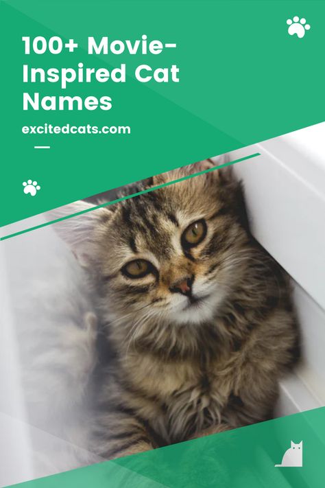 Some sweet and innocent, some fierce and brave. Here are our treasured female movie character cat names. Read more! #catnames #excitedcats #catinfo #disneycatnames #catlovers #bestcatnames Disney Cat Names, Girl Cat Names, Female Movie Characters, Cute Cat Names, Cat Movie, Kitten Names, Toe Beans, Cat Things, Cat Info