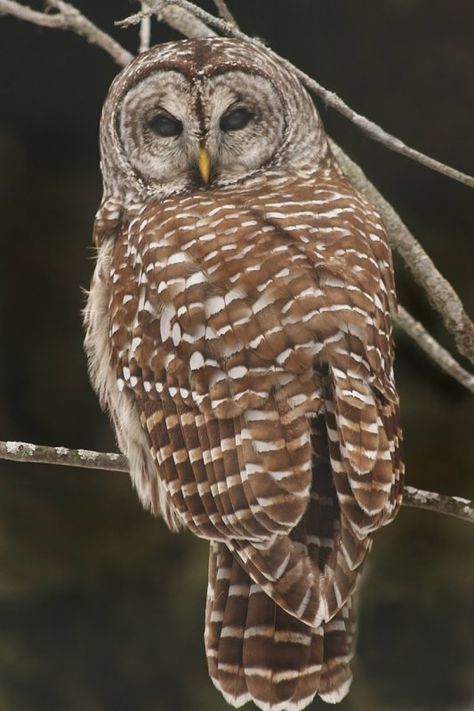 Barred Owl (Strix varia) back view. Photo by Ashley Hockenberry.  For years one came and lived in my yard every summer, always gone by Labor Day. Nature, Barred Owl Photography, Cartoon Owl Drawing, Barred Owls, Owl Photography, Owl Illustration, Animal Guides, Barred Owl, Owl Pictures