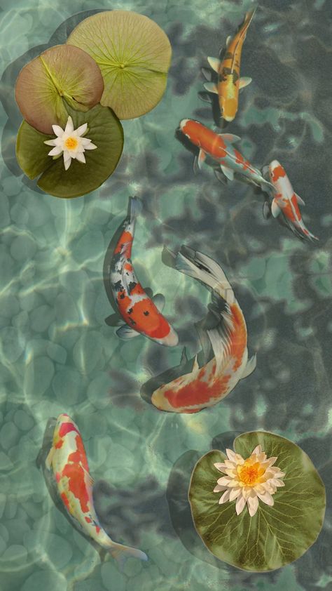 #koi #koifish #pond #vibes #fyp #aesthetic #wallpaper #zen #cottagecore #art #artcollage #fish #lilypads Fyp Aesthetic, Cottagecore Art, High Mountain, Train Ride, Sea Level, Koi Fish, Aesthetic Wallpaper, Koi, Zen