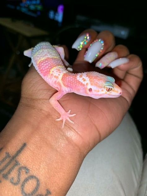 Cute Pet Lizards, Pet Gecko Aesthetic, Lepord Gecko Drawings, Lizard Pet Aesthetic, Geko Lizard Aesthetic, Pet Lizard Aesthetic, Cute Lizards Pets, Leopard Gecko Aesthetic, Cute Pet Turtle