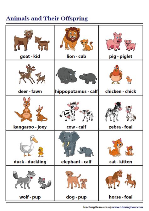 Animals and Their Offspring | Chart Montessori, Animal Offspring Activities, Types Of Animals Kindergarten, Animal Chart For Preschool, Animals And Their Babies Free Printable, Ant Picture, Animals And Their Young Ones, Young Ones Of Animals, Gender Of Animals