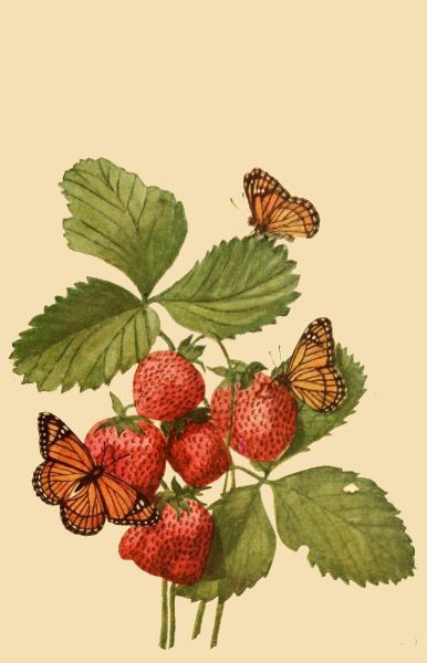 Vintage Butterfly Image with Strawberries Creepy Bugs, Summer Chalkboard Art, Strawberry Pictures, Butterfly Image, Strawberry Tattoo, Fly Drawing, Bug Images, Strawberry Art, Fruits Drawing