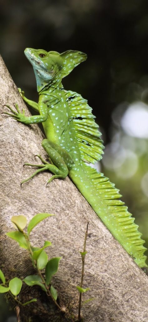 Weird looking green lizard(Basiliscus plumifrons) .#Animals #Lizard #Reptiles Iguanas, Weird Reptiles, Lizard Reference, Reptile Pictures, Sailfin Lizard, Reptile Reference, Lizard Pictures, Green Lizard, Green Iguana