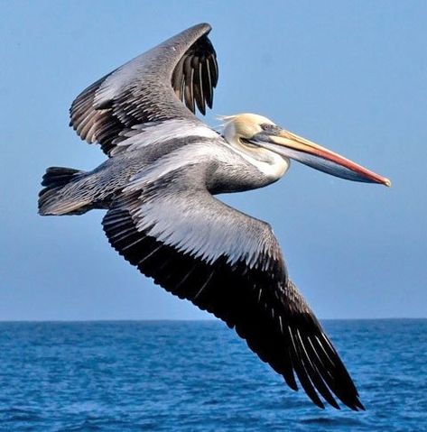 Louisiana Pelican, Flying Pelican, Pelican Drawing, Pelican Flying, Pelican Photos, Pelican Art, Pelican Bird, Brown Pelican, Coastal Birds