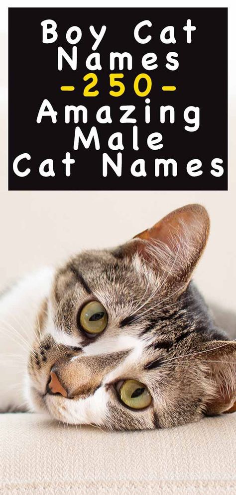 Boy Cat Names – 250 Amazing Male Cat Names Nature, Make Cat Names, Cat Name Ideas Unique, Unique Male Cat Names, Male Cat Names Unique List, Good Cat Names, Cat Names For Boys, Names For Kittens, Cats Names Ideas