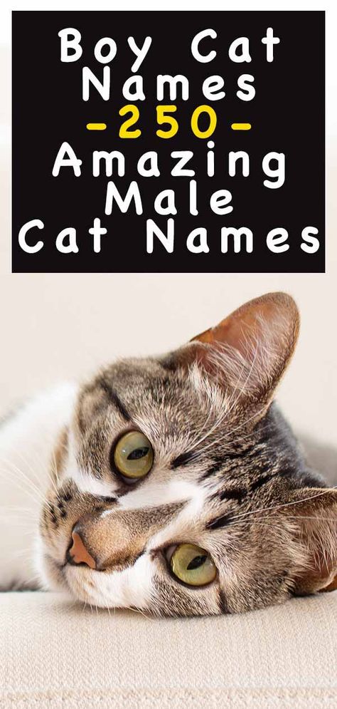 Boy Cat Names – 250 Amazing Male Cat Names Nature, Make Cat Names, Cat Name Ideas Unique, Unique Male Cat Names, Male Cat Names Unique List, Good Cat Names, Cat Names For Boys, Names For Kittens, Male Cat Names Unique