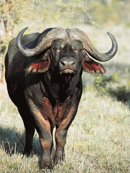 African Big Five Animals, African Buffalo Photography, The Big 5 Africa Animals, Buffalo Africa, African Farming, Africa Animals Wildlife, Tattoo Wallpaper Aesthetic, Buffalo Images, Africa Wildlife Photography