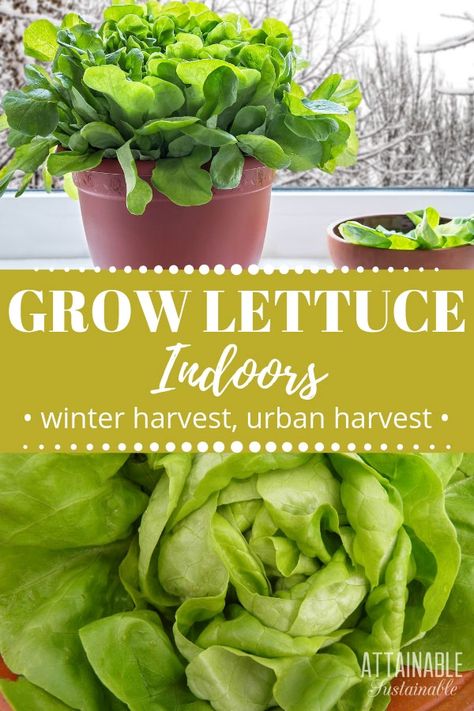 Try your hand at growing lettuce indoors! You can have fresh salad greens year round by adopting the idea of growing an inside garden. Growing lettuce indoors is easy, but it does have some specific requirements. Follow these guidelines for successfully growing lettuce indoors.  #garden #growingfood #urbangardening Indoor Lettuce Growing, Easy Plants To Grow Indoors Vegetable Garden, Growing Greens Indoors, Indoor Veggie Garden Diy, Growing Salad Greens Indoors, Growing Plants Indoors Vegetables, Indoor Vegetable Gardening Setup, Indoor Lettuce Garden, Indoor Food Garden